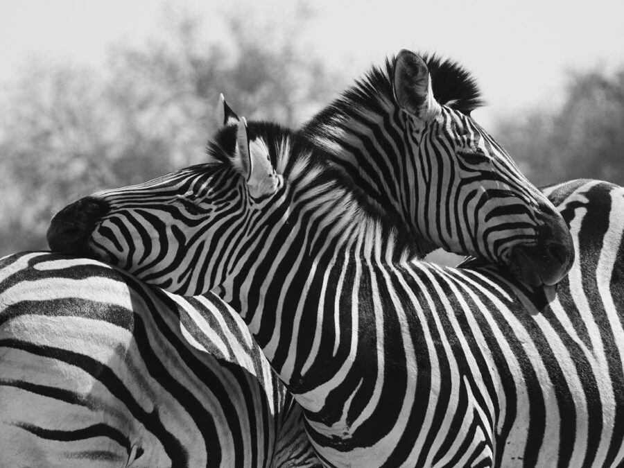 African Rumours Travel luxury safari - dscf3254