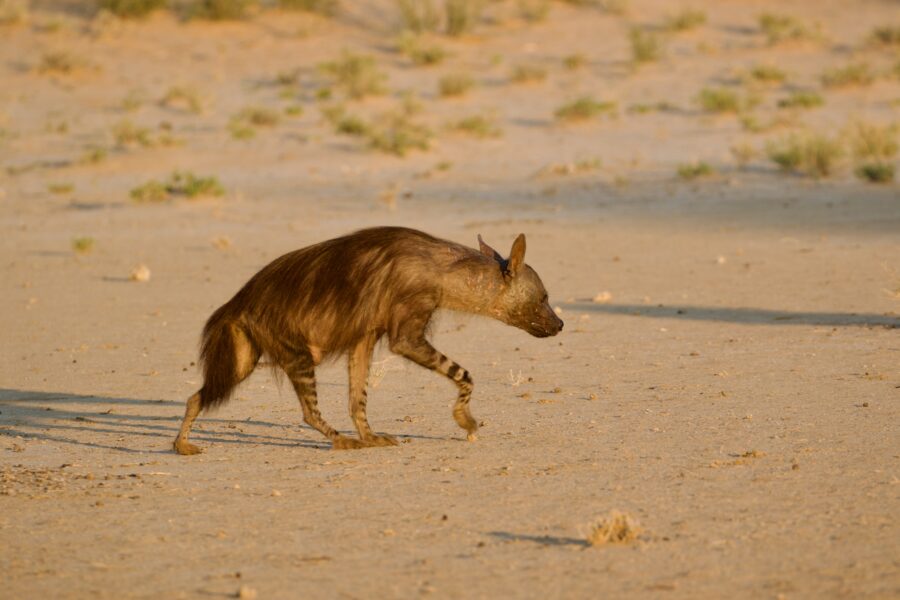African Rumours Travel luxury safari vehicle game drive
