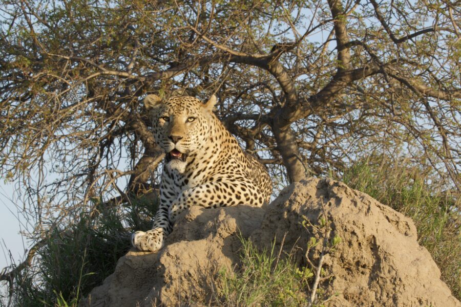 African Rumours Travel curated safari wildlife photography