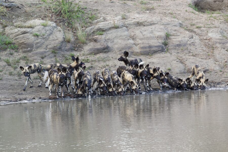 African Rumours Travel luxury tented safari camp