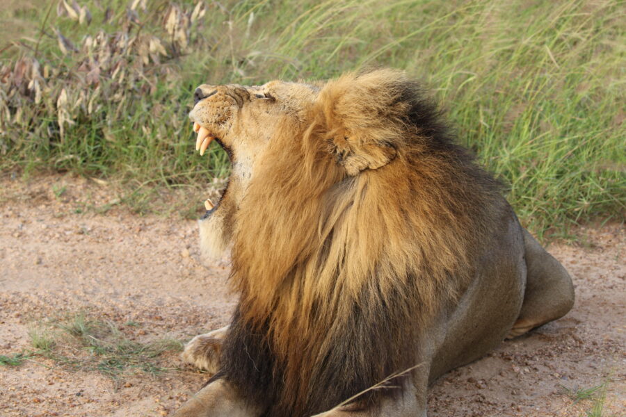 African Rumours Travel bespoke safari experience Africa