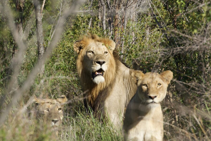 African Rumours Travel exclusive game drive experience