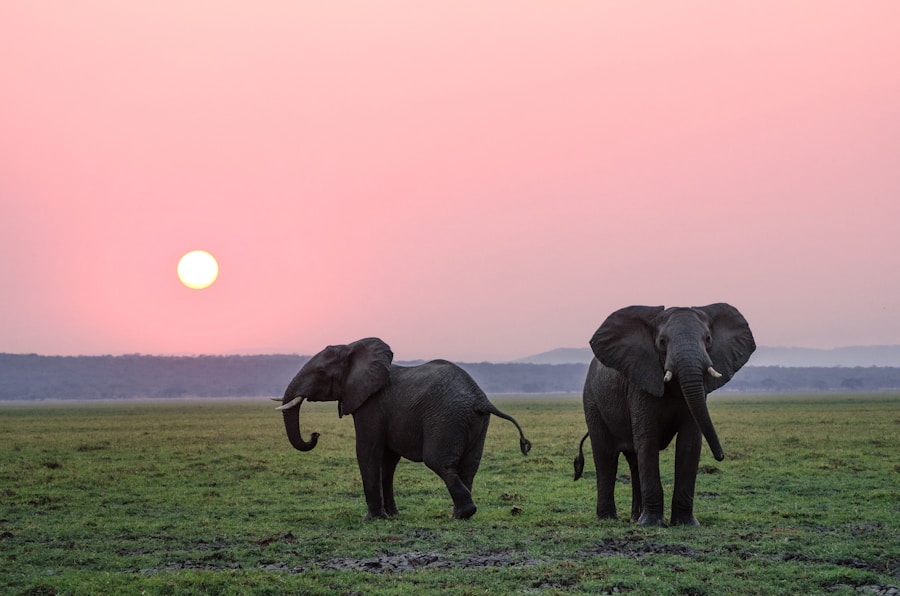 Botswana safari