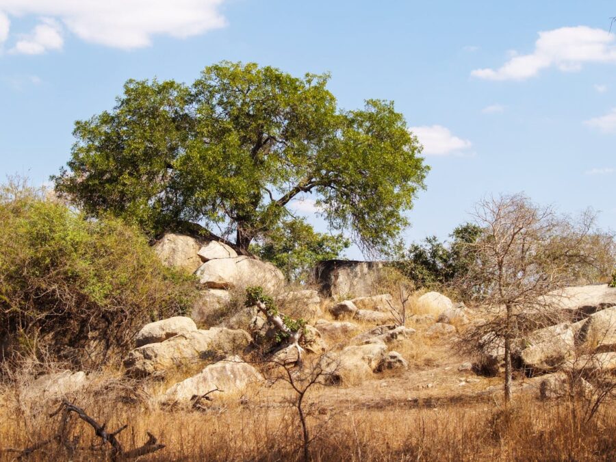 Best Time for a South African Safari