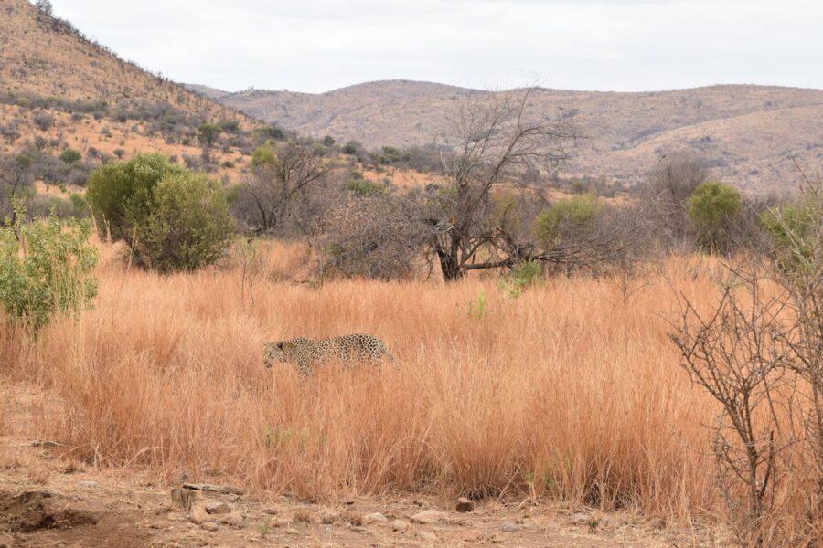 Kruger big five