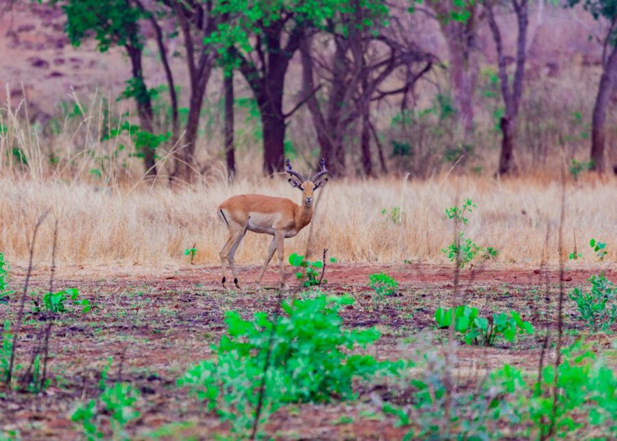 Zimbabwe luxury safari experience African Rumours Travel